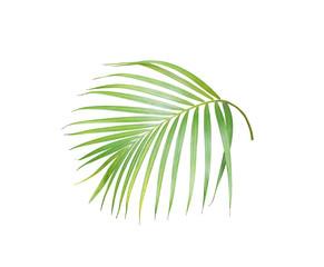 tropical green palm leaf isolated on white for summer background