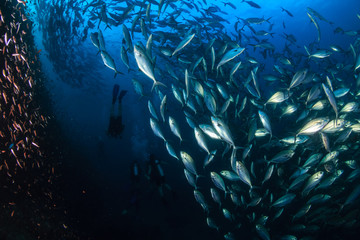 A huge school of Jacks and other tropical fish on a coral reef (Richelieu Rock, Thailand)