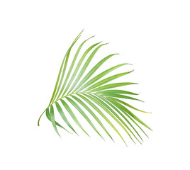 tropical green palm leaf isolated on white for summer background
