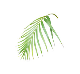 tropical green palm leaf isolated on white for summer background