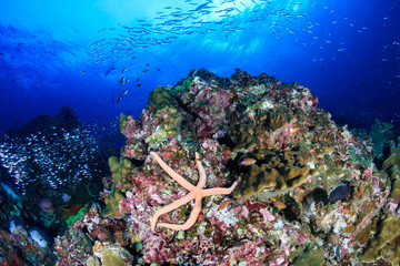 Naklejka na ściany i meble Starfish on a colorful, healthy tropical coral reef