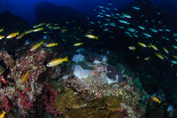 Fototapeta na wymiar Clouds of colorful tropical fish swimming around a healthy tropical coral reef