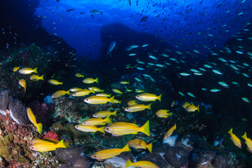 Fototapeta na wymiar Colorful tropical fish on a coral reef (Richelieu Rock, Thailand)