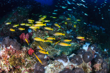 Colorful tropical fish on a coral reef (Richelieu Rock, Thailand)
