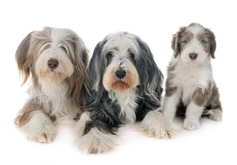 family bearded collie