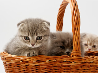 Fototapeta na wymiar little kittens are sitting in a basket of wicker