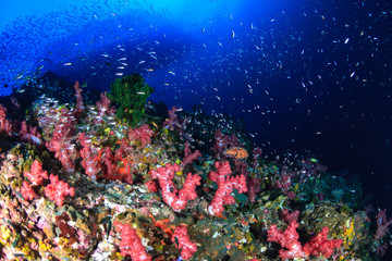 Fototapeta na wymiar Beautiful, colorful, healthy tropical coral reef (Richelieu Rock)