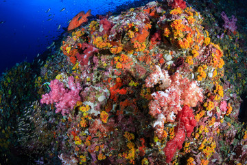 Naklejka na ściany i meble Beautiful, colorful, healthy tropical coral reef (Richelieu Rock)