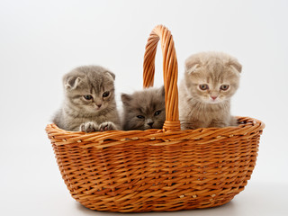 Fototapeta na wymiar little kittens are sitting in a basket of wicker