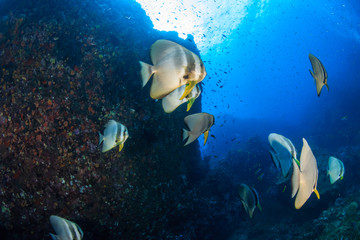 Fototapeta na wymiar A school of large Longfin Batfish (Platax teira) on a dark tropical coral reef