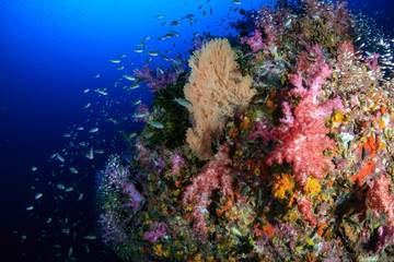 Naklejka na ściany i meble Beautiful, colorful, healthy tropical coral reef (Richelieu Rock)