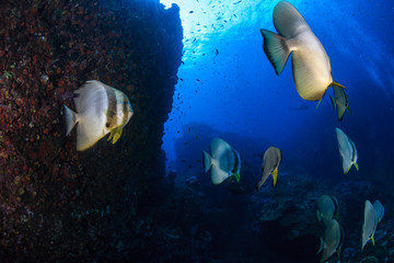 Fototapeta na wymiar A school of large Longfin Batfish (Platax teira) on a dark tropical coral reef
