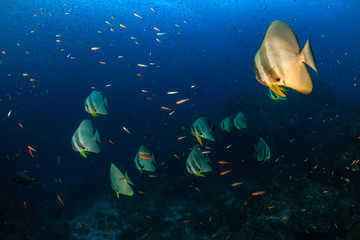 A school of large Longfin Batfish (Platax teira) on a dark tropical coral reef