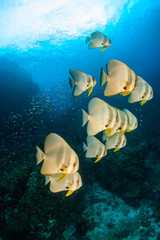A school of large Longfin Batfish (Platax teira) on a dark tropical coral reef