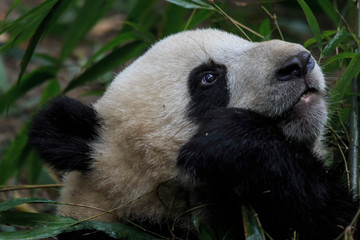 Fototapeta na wymiar Close up of a Giant Panda (Ailuropoda melanoleuca) in Chengdu - Sichuan, China