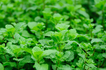 Hands picking mint plant in garden