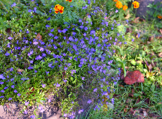 Beautiful blue lobelia flowers in flowerbed in the garden. Summer and autumn nature vintage background in daylight outdoors with plants