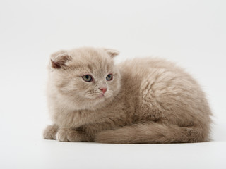 Fototapeta premium little kittens british fold on white background