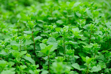 Hands picking mint plant in garden