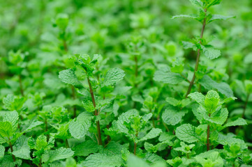 Hands picking mint plant in garden