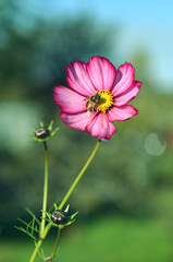 Obraz premium Vertical background with cosmos beautiful daisy flower and bee. Summer and autumn nature vintage background in daylight outdoors with plants