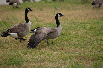 canada geese