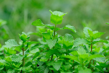 Hands picking mint plant in garden