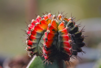 gymnocalycium mihanovichii variegata cristata