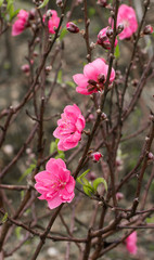 Spring Cherry Flower