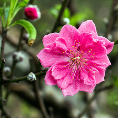 Spring Cherry Flower