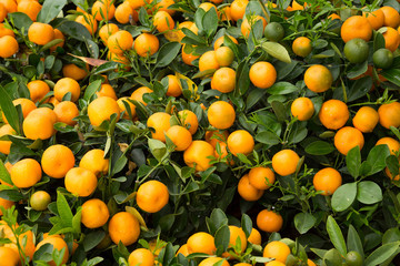 Fortunella margarita Kumquats ( or Cumquats ) decoration of Chinese lunar new year