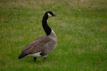 canada goose on grass