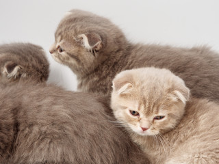 little kittens british fold on white background