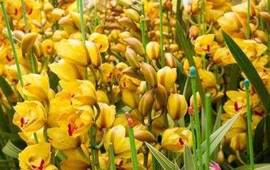 Beautiful cymbidium flowers © lzf