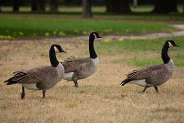 two canadian geese