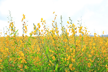 Beautiful yellow flower Sunhemp in nature. Landscape scenery and natural background.