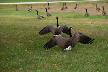 group of canadian geese