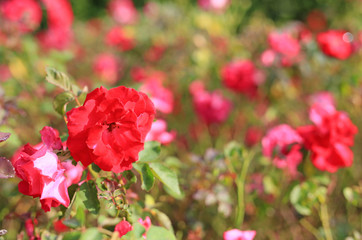 Beautiful red roses flower in the garden.