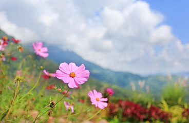 Fototapeta premium Cosmos flowers in meadow field background and mountain landscape.