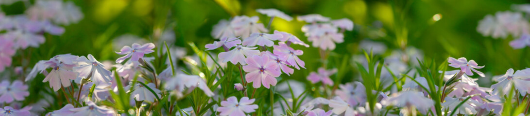 Green landscape panorama with blooming lilac flowers, Moss phlox on the sunny day with back sunlight in summertime, Banner for background or glass panel