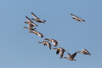 group of many flying gray geese (anser anser) in blue sky
