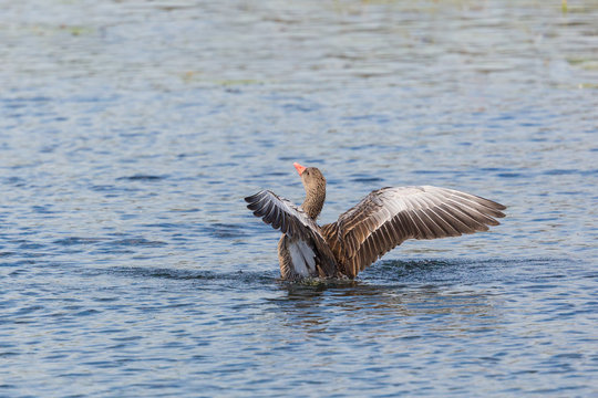 gray goose (anser anser) spreading wings on water surface
