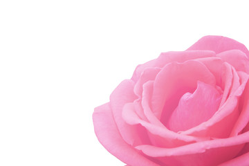 Blurred for Background.Pink rose in soft style for background