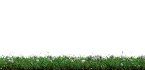 Strip of Wild Green Grass with many White Head Dandelions