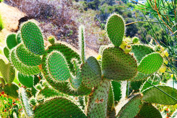Wild cactus  in natural habitat conditions.