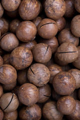 Macadamia