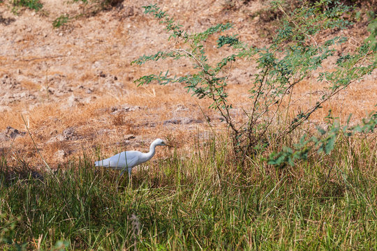 Egret in India