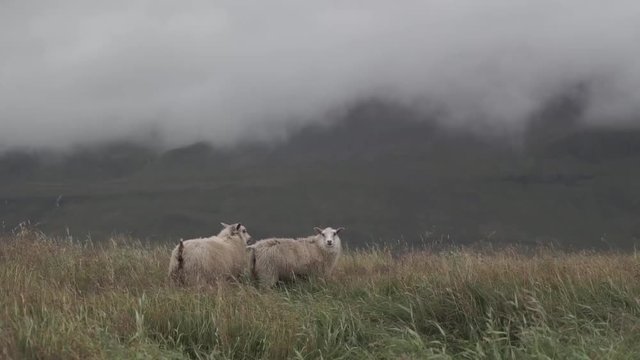 Sheeps on a windy Westman islands, Iceland