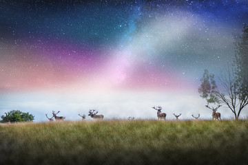 Obraz na płótnie Canvas Beautiful young and adult mule red deer bucks (cervus elaphus) herd with growing antlers in the meadow on dramatic starry night, galaxy, milky way background. Majestic animals in natural park. 