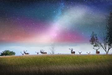 Fototapeta na wymiar Beautiful young and adult mule red deer bucks (cervus elaphus) herd with growing antlers in the meadow on dramatic starry night, galaxy, milky way background. Majestic animals in natural park. 